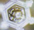 �u���X�v�g�p��̌����́A���{���̗͂����߂��Ă���B