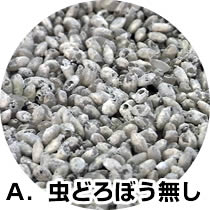 虫どろぼう無し