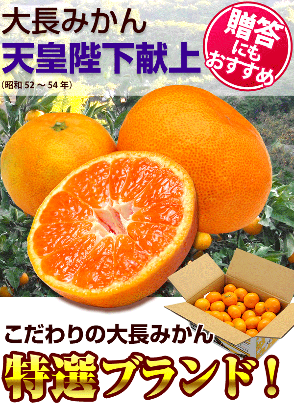 こだわり大長みかん(秀品)の商品画像