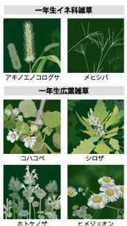 雑草抑制剤 グランドキープ 750gの商品説明