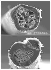 古羊毛の断面画像