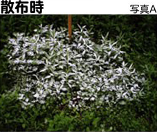 除草剤 ウィードブライトの実験データ、枯れるまでの経過、散布時