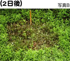 除草剤 ウィードブライトの実験データ、枯れるまでの経過、2日後