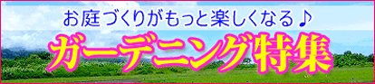 �K�[�f�j���O���W