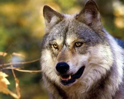 オオカミ（ウルフ）尿　狼の尿100％の動物除け