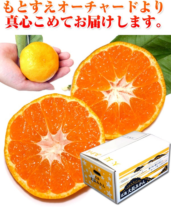 本日限定★超超破格！❤みかん＊超レア❤厚手✳極暖❤柔やわWボア☆シングルお布団⭐ 菊紋みかん（秀品）」毎年採れる訳じゃありません！幻のみかん広島最