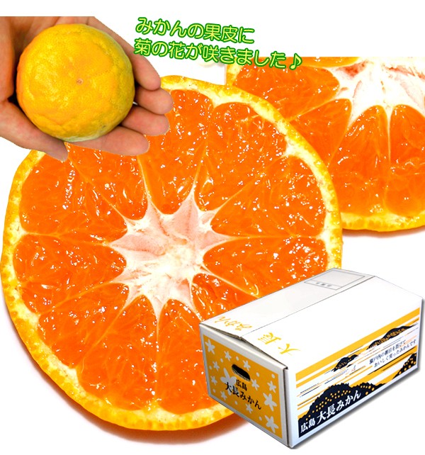 菊紋みかん（秀品）」毎年採れる訳じゃありません！幻のみかん広島最