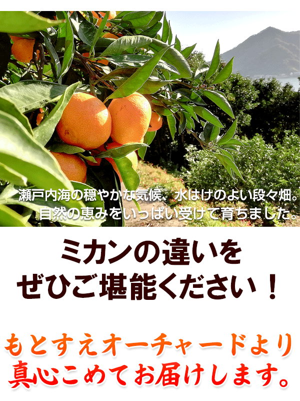 こだわり大長みかん みかんの違いをご堪能下さい