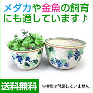 陶器水蓮鉢