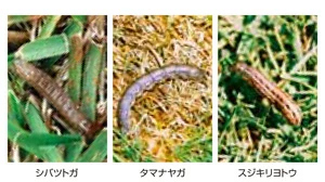 スティンガーフロアブル　対象害虫について