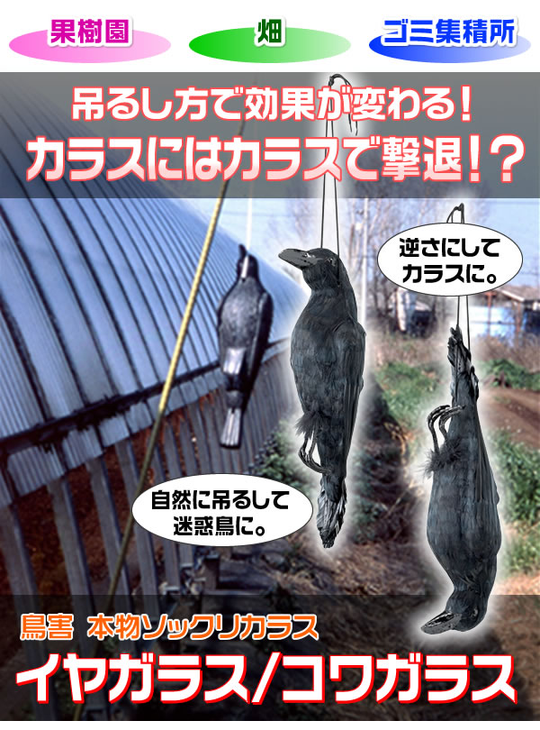 吊るし方で効果が変わる!カラスにはカラスで撃退!?