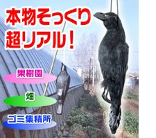 スズメの被害にお困りの方へ スズメの対策商品や特徴をご紹介 あっと解消 本店