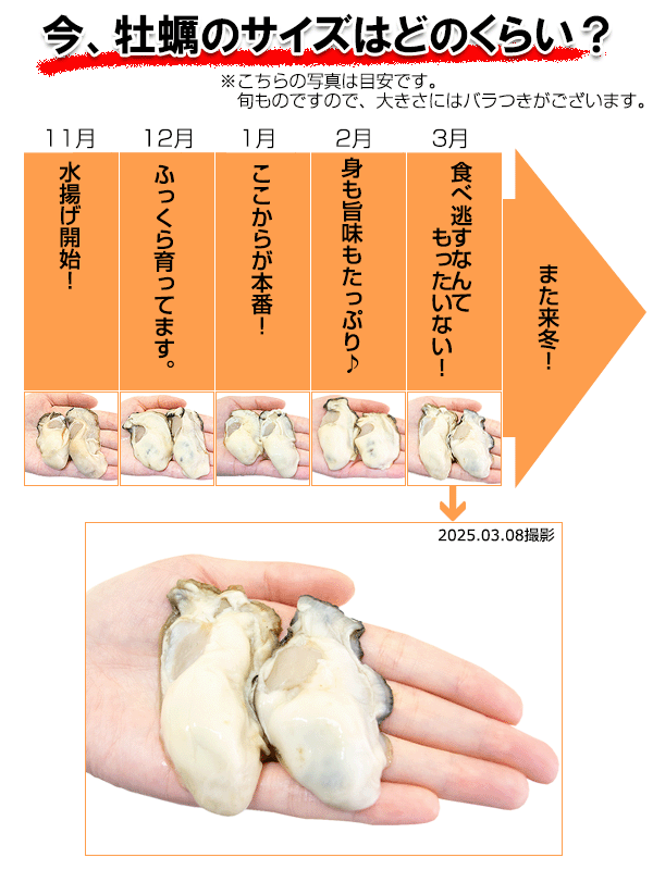 牡蠣のサイズはどのくらい?
