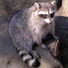 アライグマ対策 豆知識