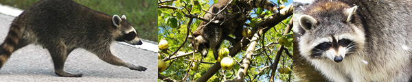 アライグマの特徴