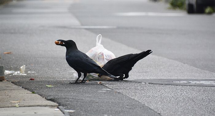 カラス対策 豆知識 カラスの特徴 対策方法のご紹介 あっと解消 本店