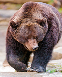 クマの特徴