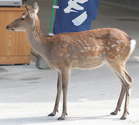 シカ対策 豆知識 シカの特徴・対策方法のご紹介 あっと解消 本店